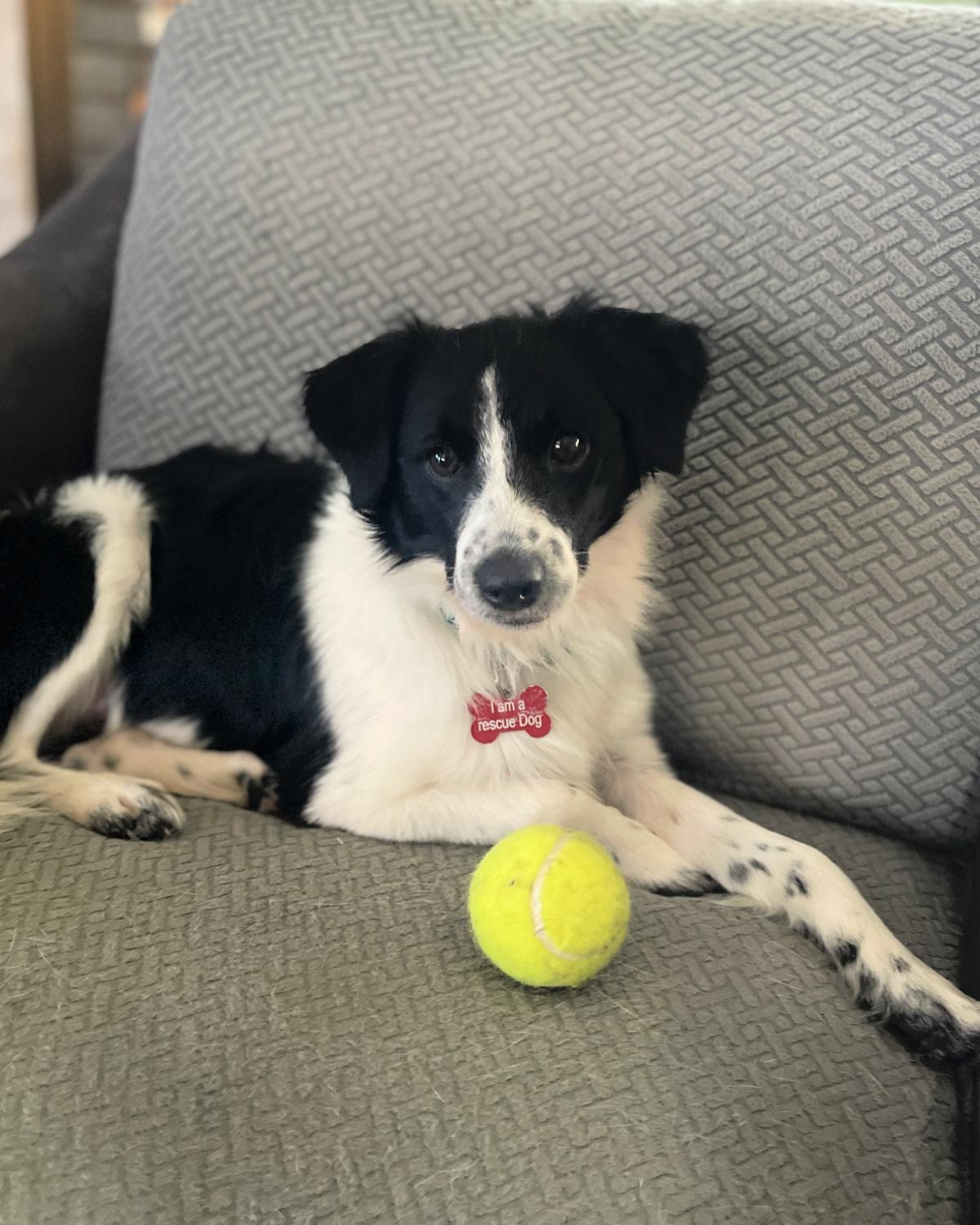 Checkers, a Adopted mixed breed in Frisco, TX image 2/4