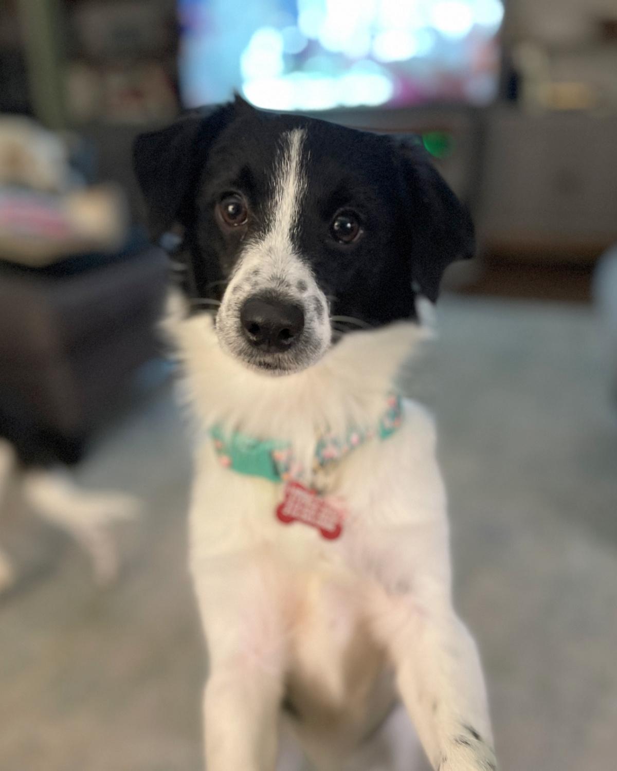 Checkers, a Adopted mixed breed in Frisco, TX image 4/4