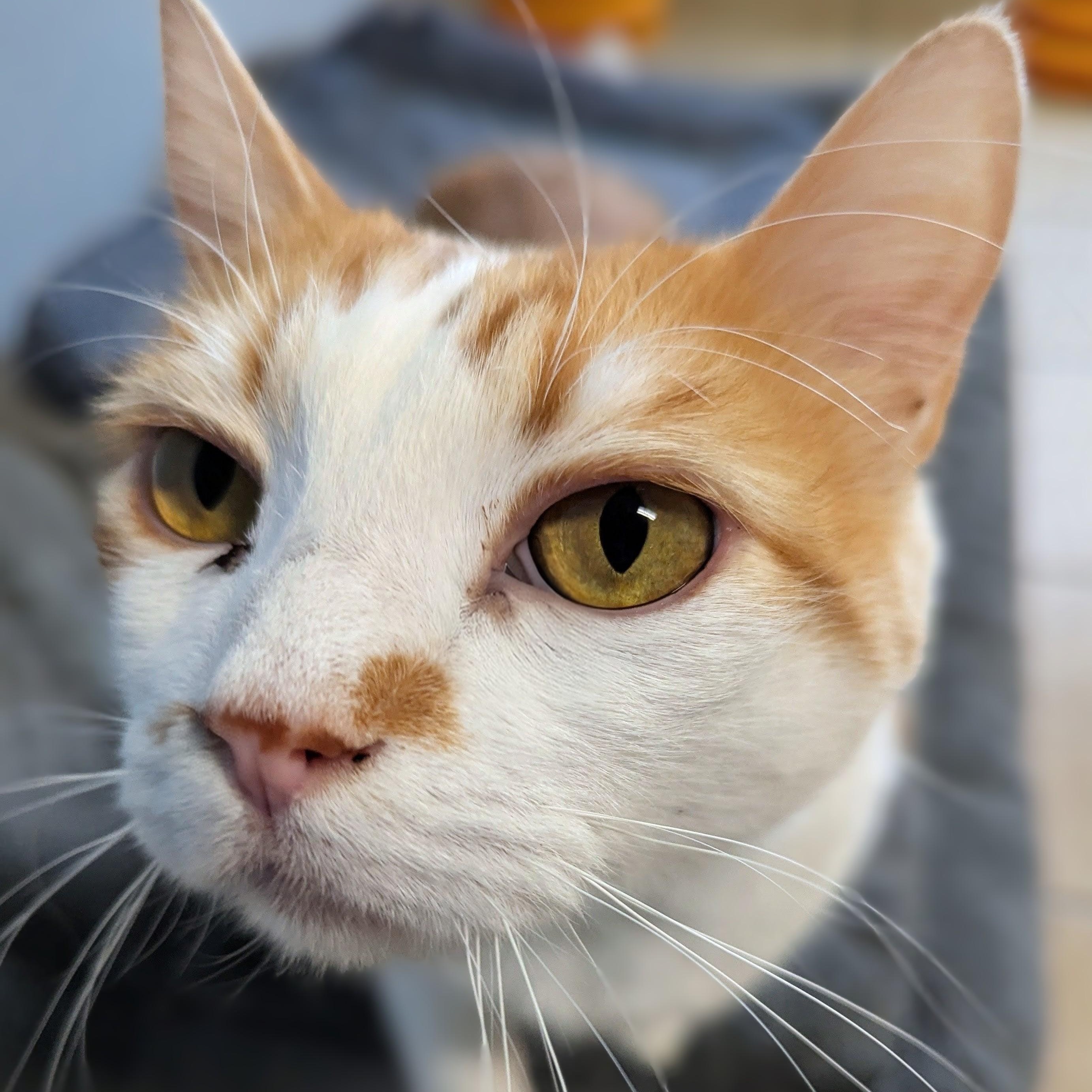 Enlarge Charlie, a ADOPTABLE mixed breed in Valley Falls, KS image 2/2