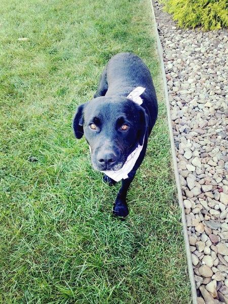 PARIS (BELLA), Adopted, Senior Female Black Labrador Retriever.