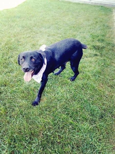 Enlarge PARIS (BELLA), a Adopted Black Labrador Retriever in Wintersville, OH image 2/6