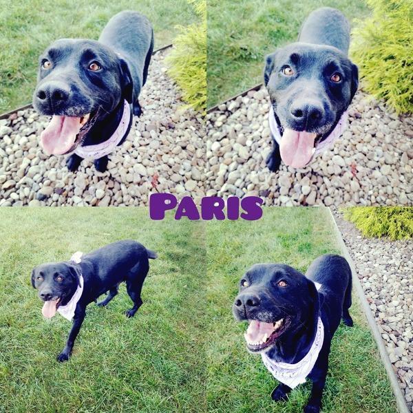 Enlarge PARIS (BELLA), a Adopted Black Labrador Retriever in Wintersville, OH image 3/6
