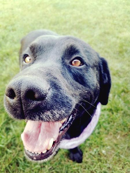 Enlarge PARIS (BELLA), a Adopted Black Labrador Retriever in Wintersville, OH image 4/6
