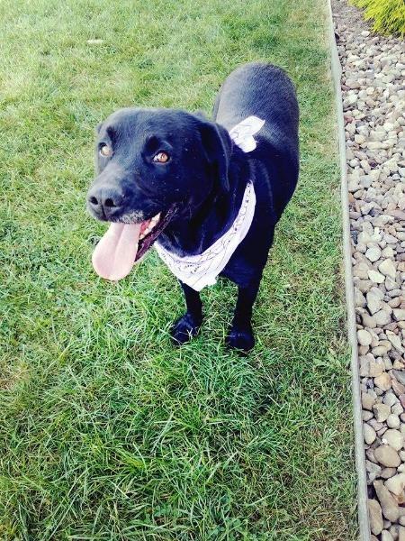 Enlarge PARIS (BELLA), a Adopted Black Labrador Retriever in Wintersville, OH image 5/6