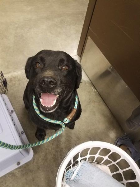 Enlarge PARIS (BELLA), a Adopted Black Labrador Retriever in Wintersville, OH image 6/6
