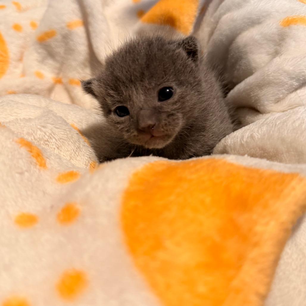 Tango, Adoptable, Kitten Male Domestic Short Hair.