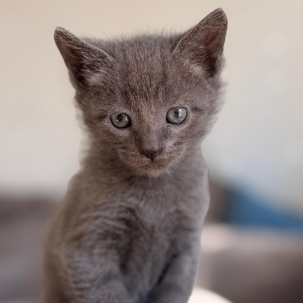 Enlarge Tango, a Adoptable Domestic Short Hair in Austin, TX image 2/4