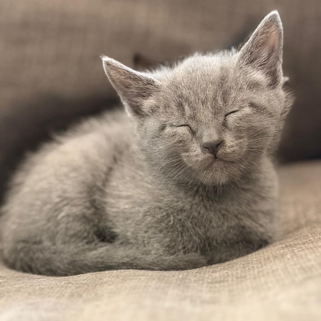 Enlarge Tango, a Adoptable Domestic Short Hair in Austin, TX image 3/4