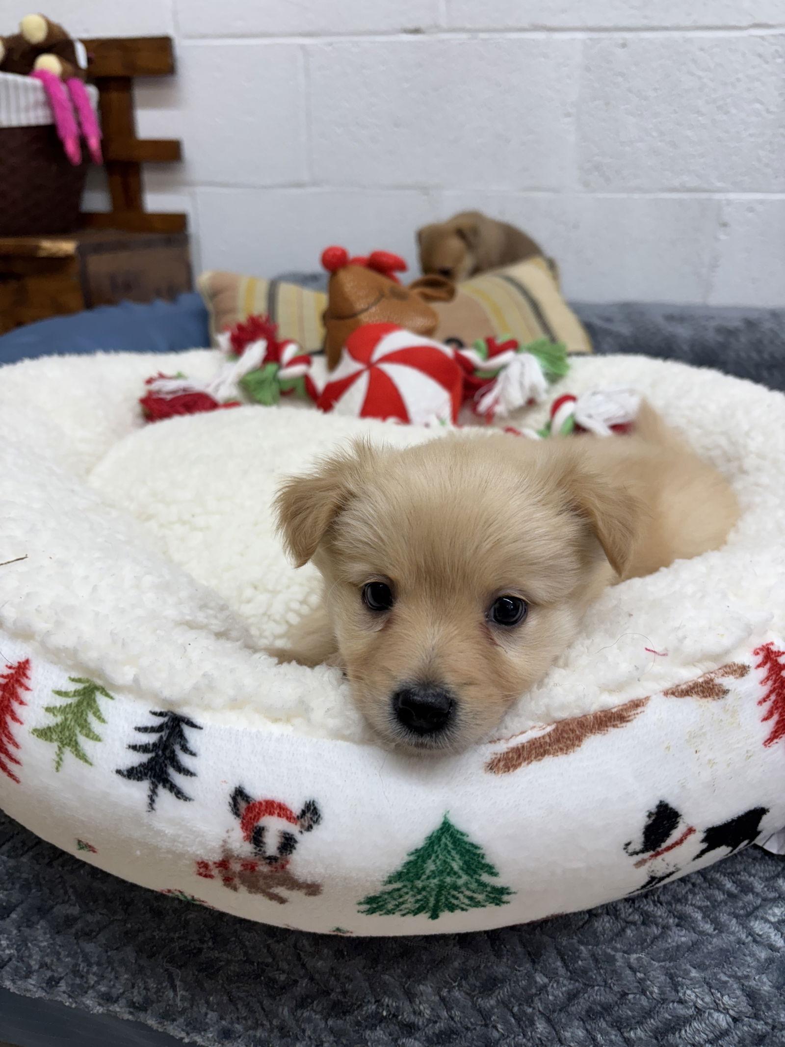 Custard, a Adoptable mixed breed image 1/3