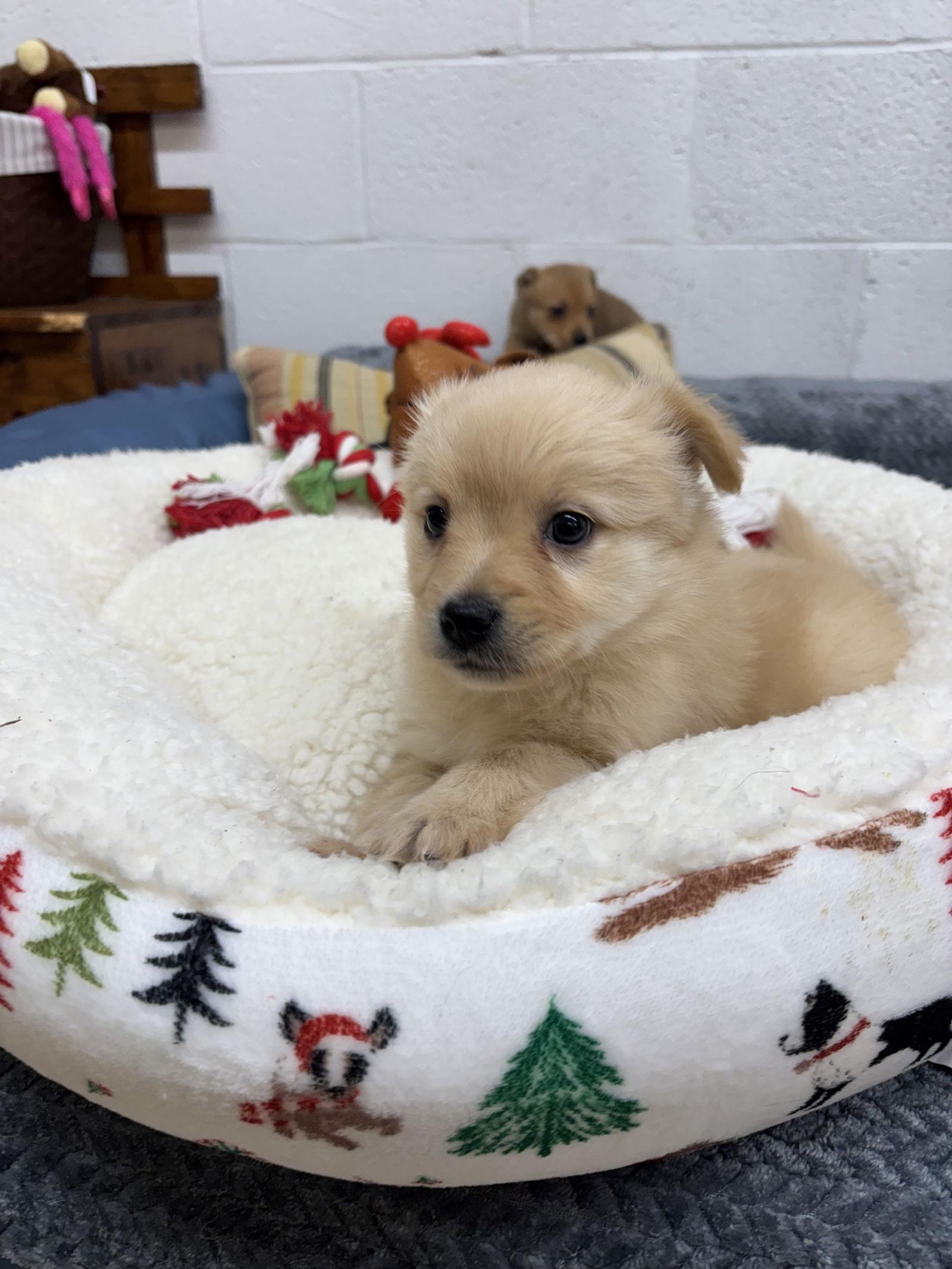 Custard, a Adoptable mixed breed image 2/3