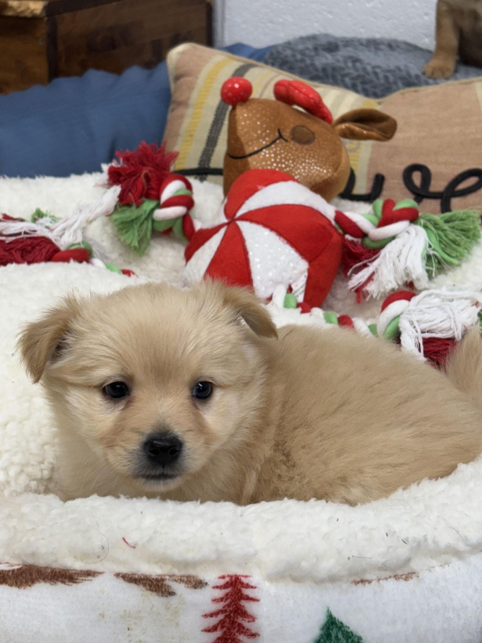 Custard, a Adoptable mixed breed image 3/3