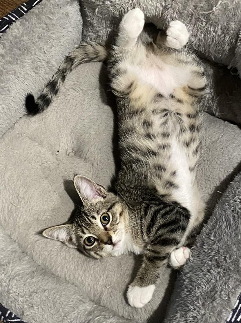 Jessie, a Adoptable Domestic Short Hair in Angleton, TX image 2/6