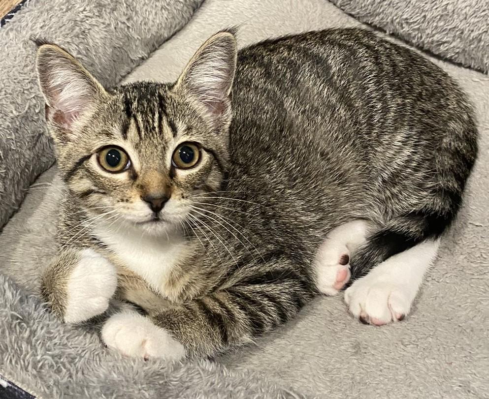 Jessie, a Adoptable Domestic Short Hair in Angleton, TX image 4/6