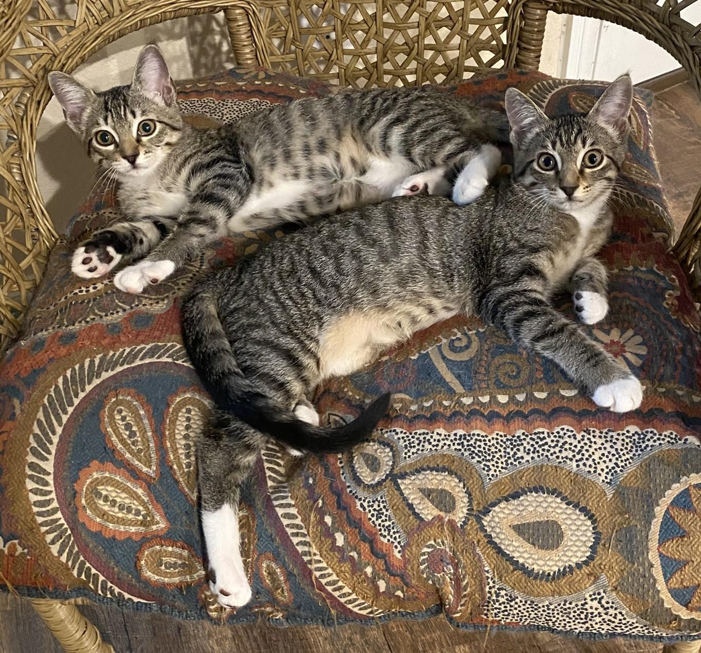 Jessie, a Adoptable Domestic Short Hair in Angleton, TX image 3/6