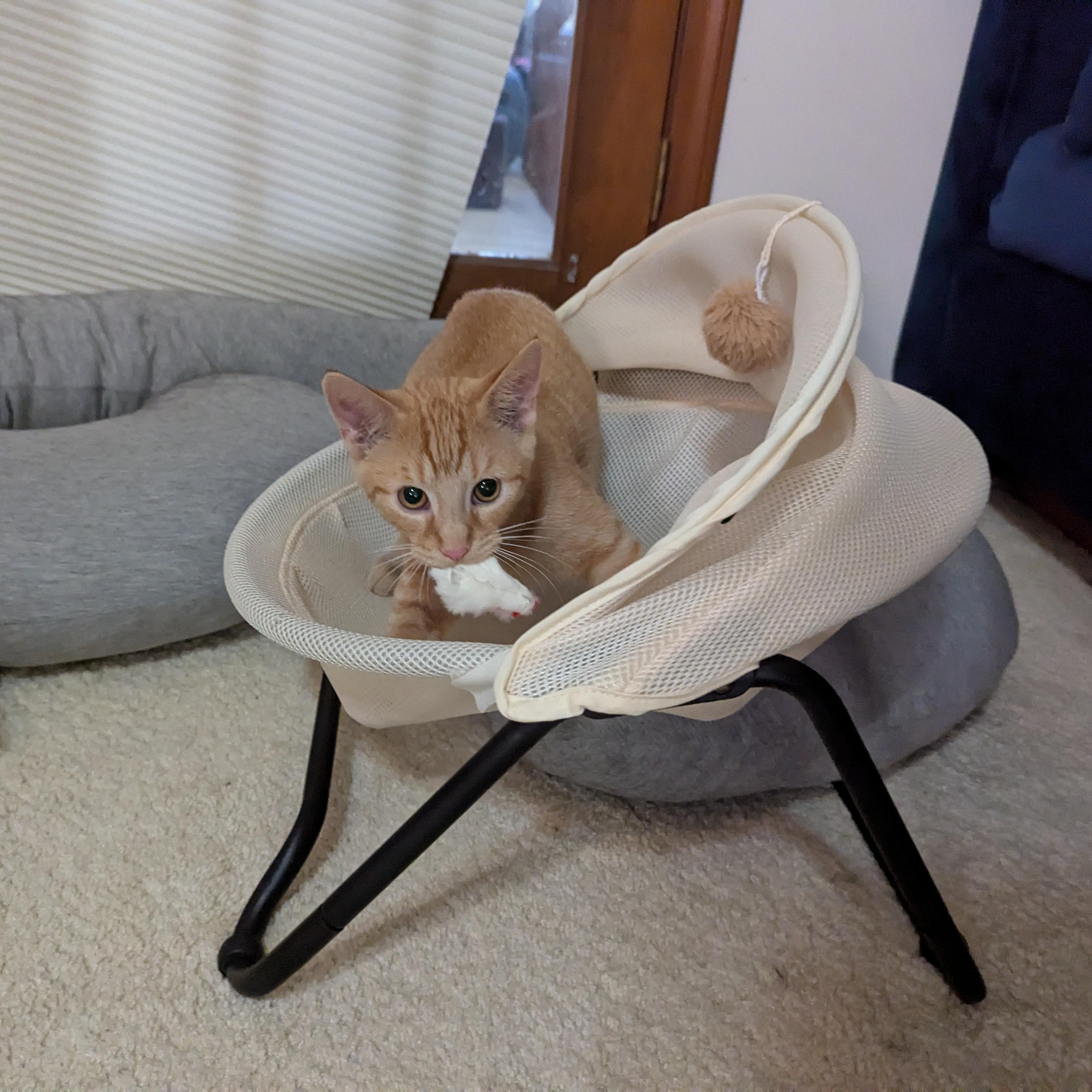 Enlarge Carl, a Adoptable Domestic Short Hair in Hudsonville, MI image 1/6