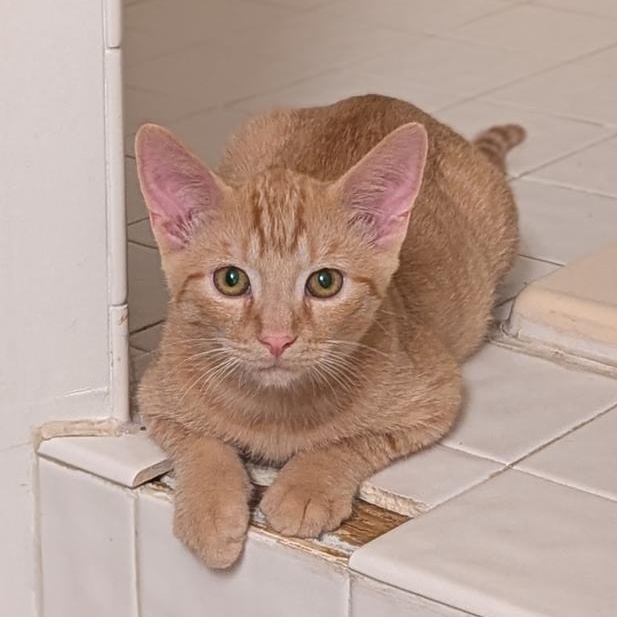 Enlarge Carl, a Adoptable Domestic Short Hair in Hudsonville, MI image 2/6