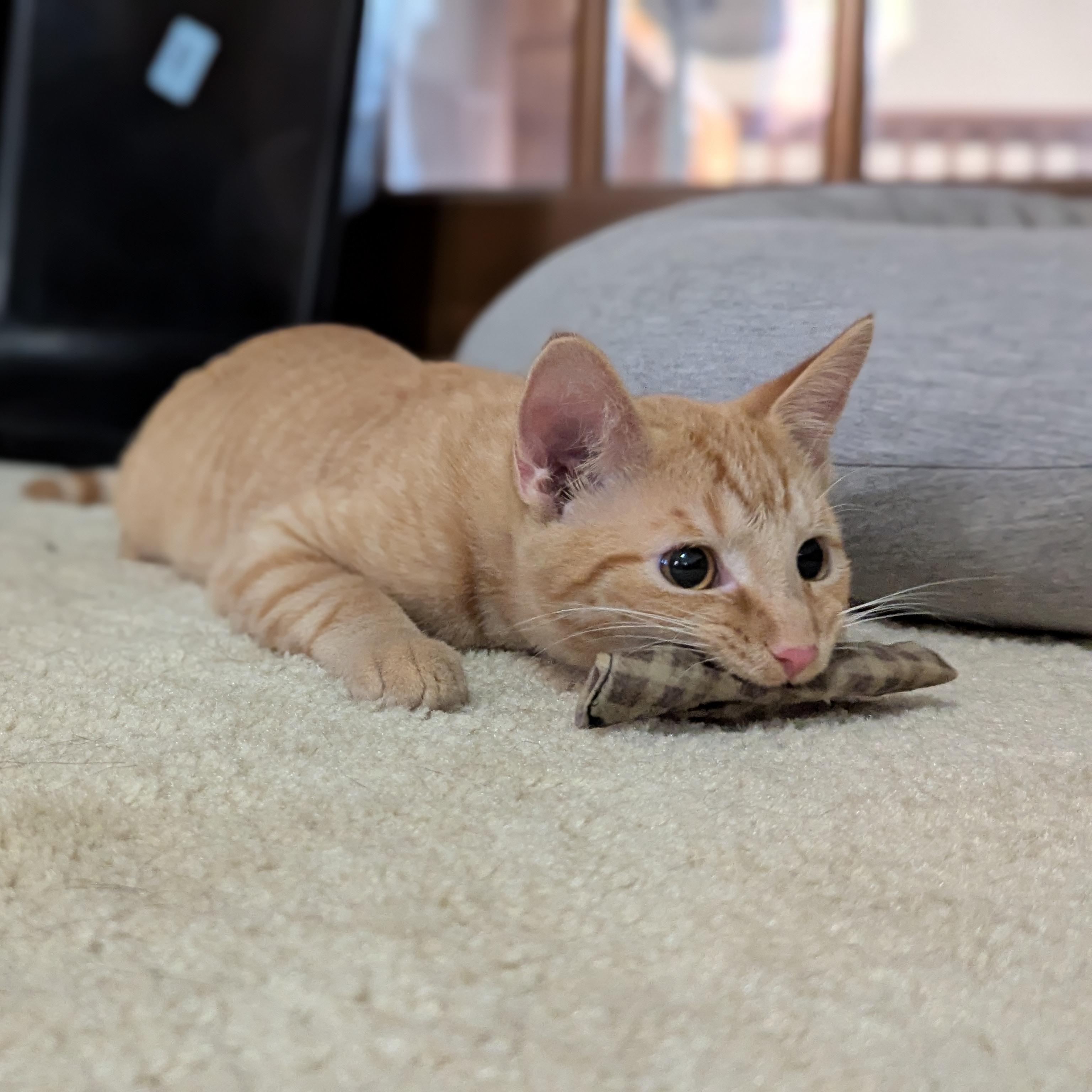 Enlarge Carl, a Adoptable Domestic Short Hair in Hudsonville, MI image 3/6