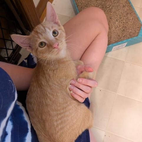 Enlarge Carl, a Adoptable Domestic Short Hair in Hudsonville, MI image 4/6