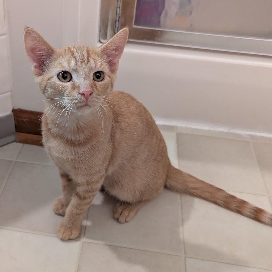 Enlarge Carl, a Adoptable Domestic Short Hair in Hudsonville, MI image 5/6