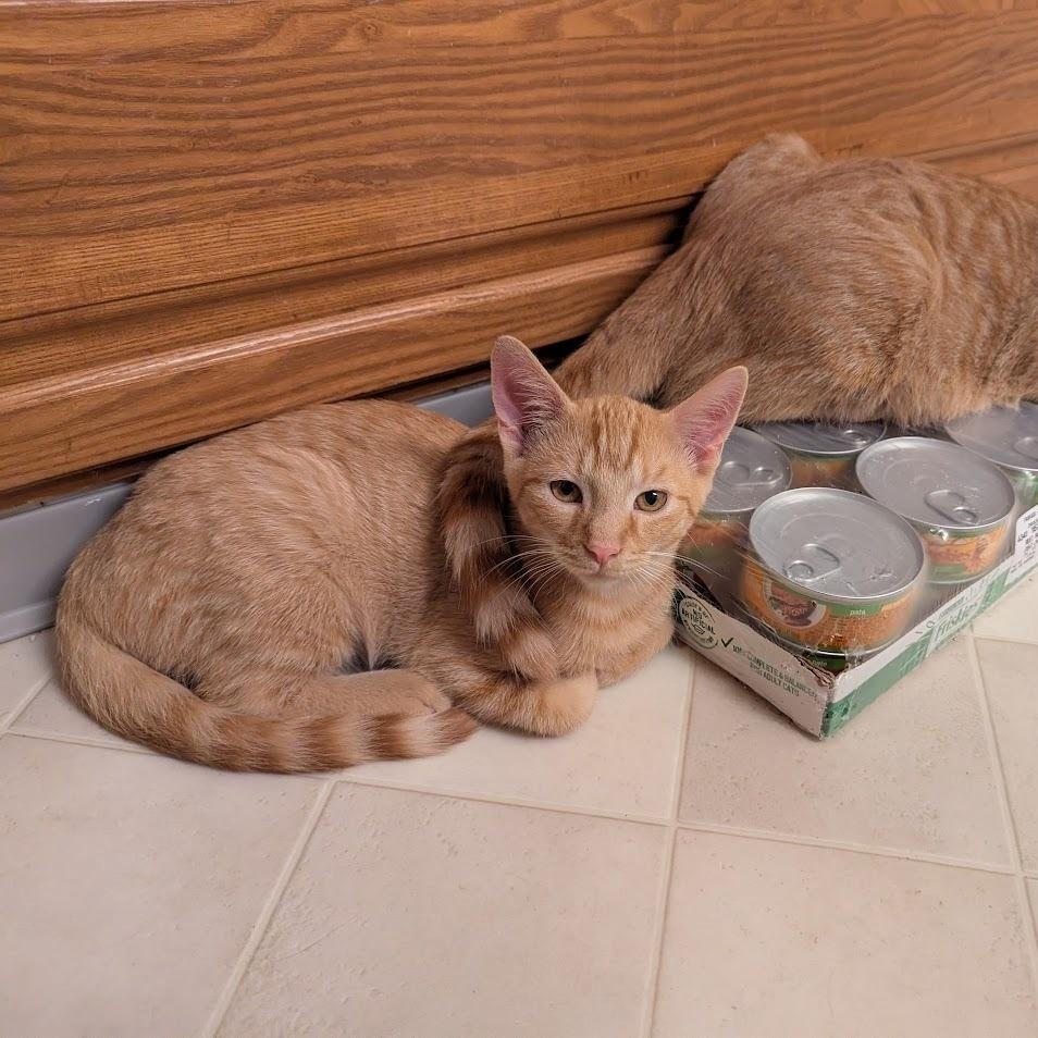 Enlarge Carl, a Adoptable Domestic Short Hair in Hudsonville, MI image 6/6