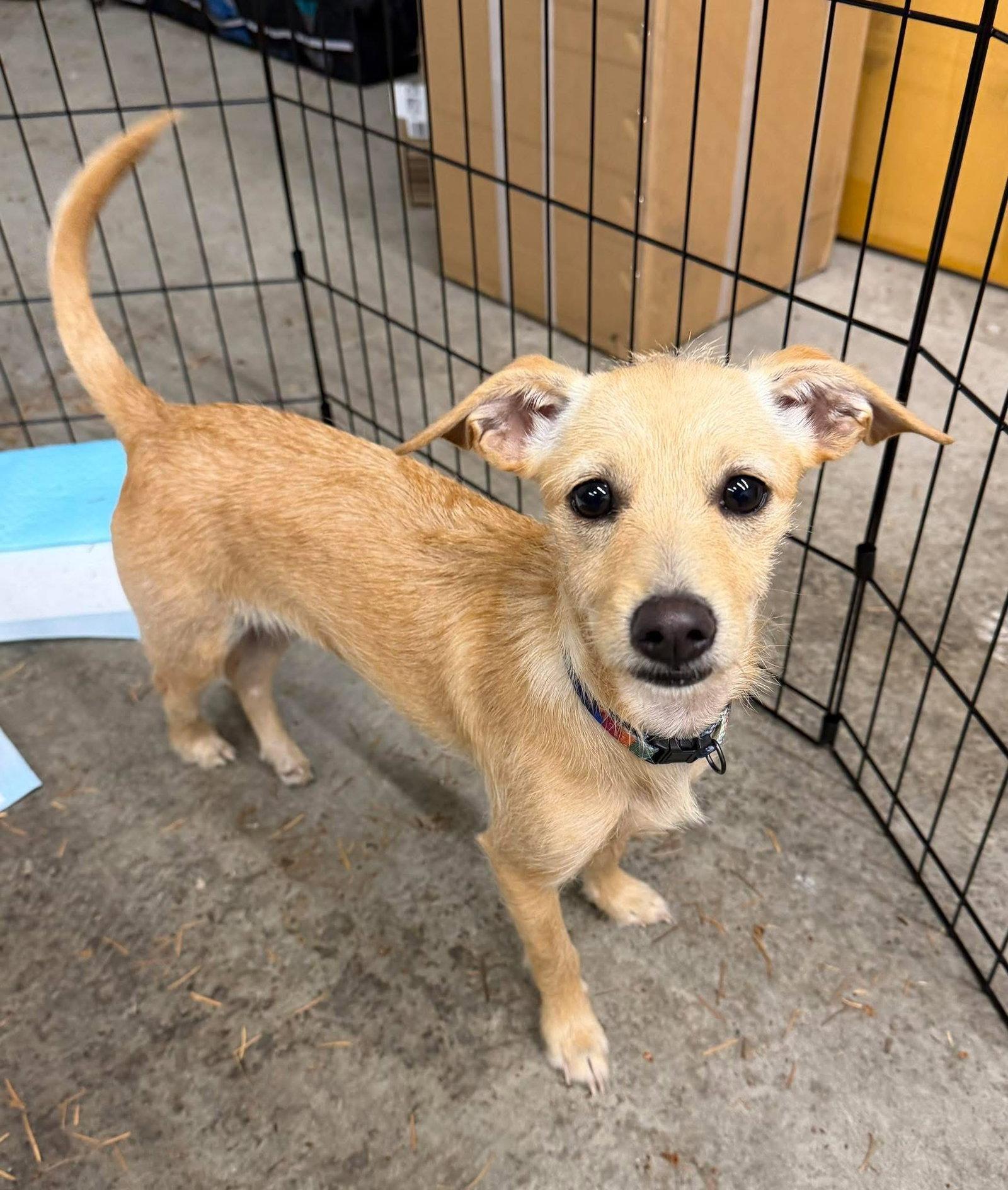 Togi, a Adoptable Terrier in Seattle, WA image 2/2