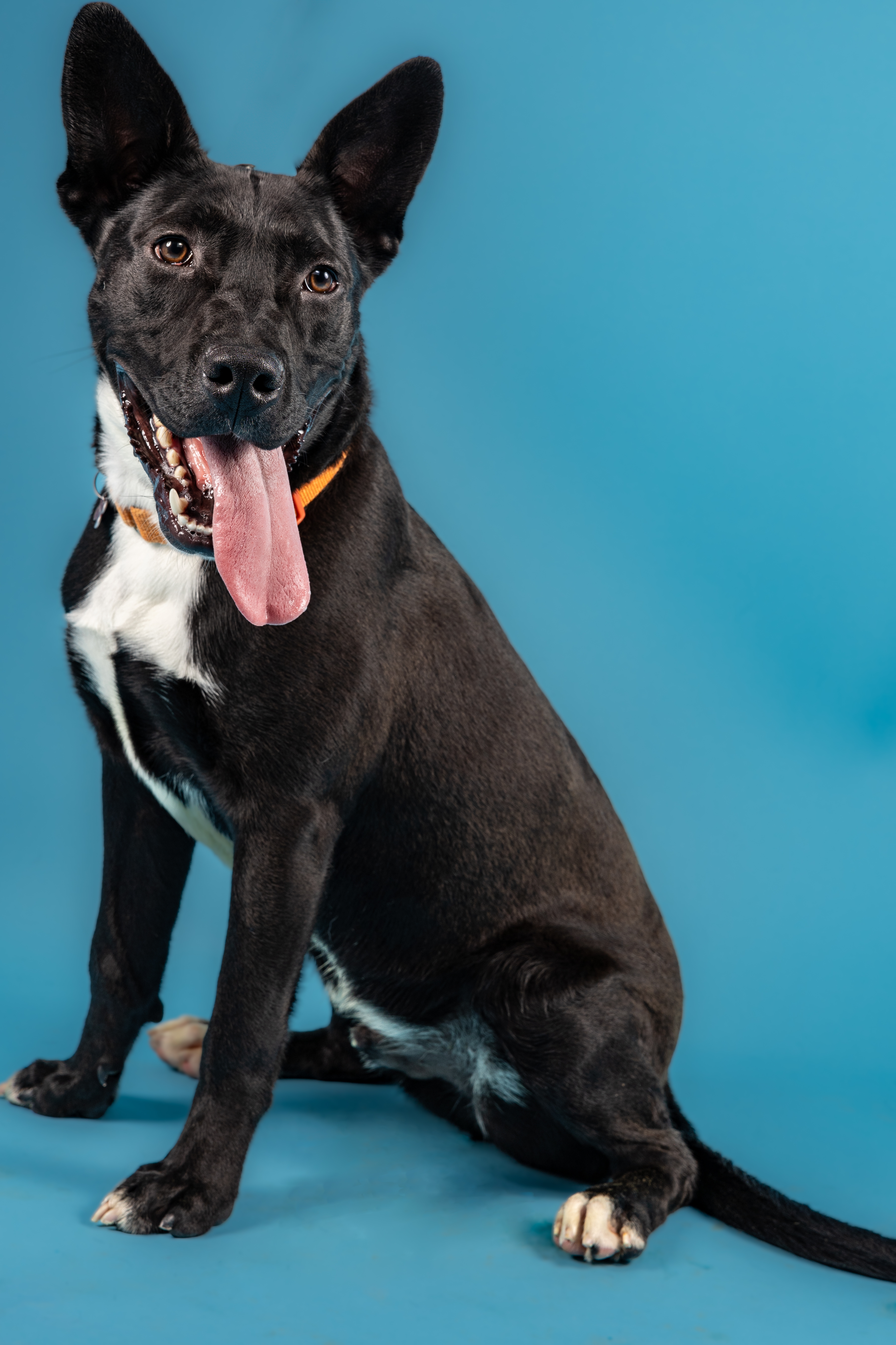 Enlarge Cliff, a Adoptable Terrier in Tyler, TX image 2/6