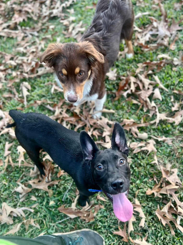 Enlarge Cliff, a Adoptable Terrier in Tyler, TX image 3/6
