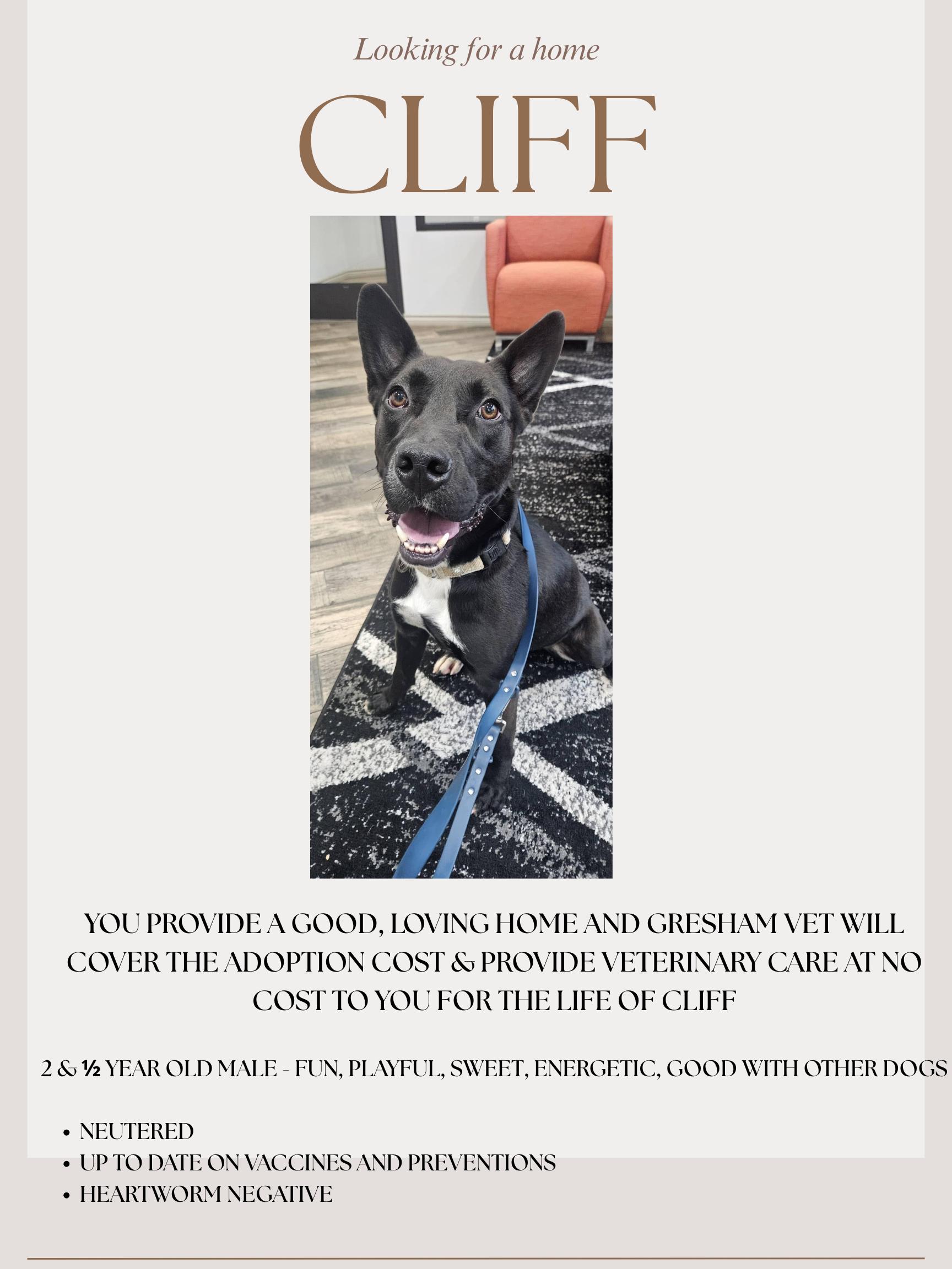 Cliff, Adoptable, Adult Male Terrier.