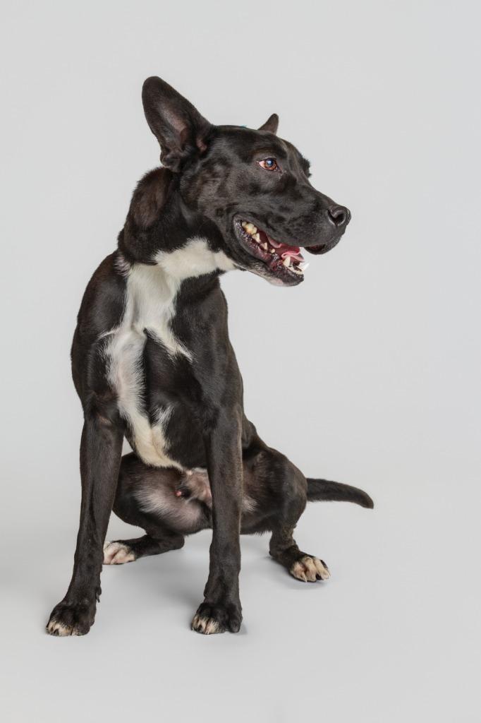 Enlarge Cliff, a Adoptable mixed breed in Tyler, TX image 2/5