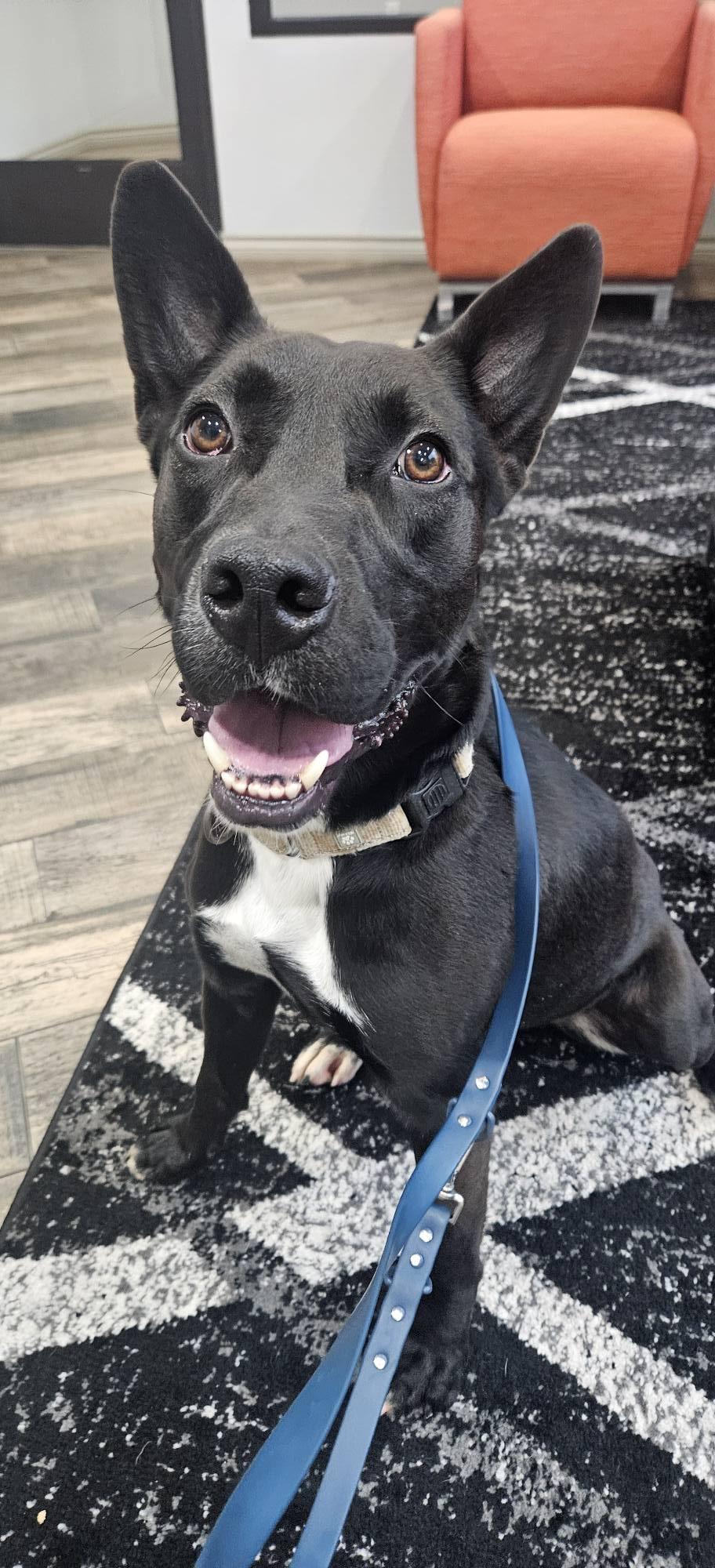 Enlarge Cliff, a Adoptable mixed breed in Tyler, TX image 2/6