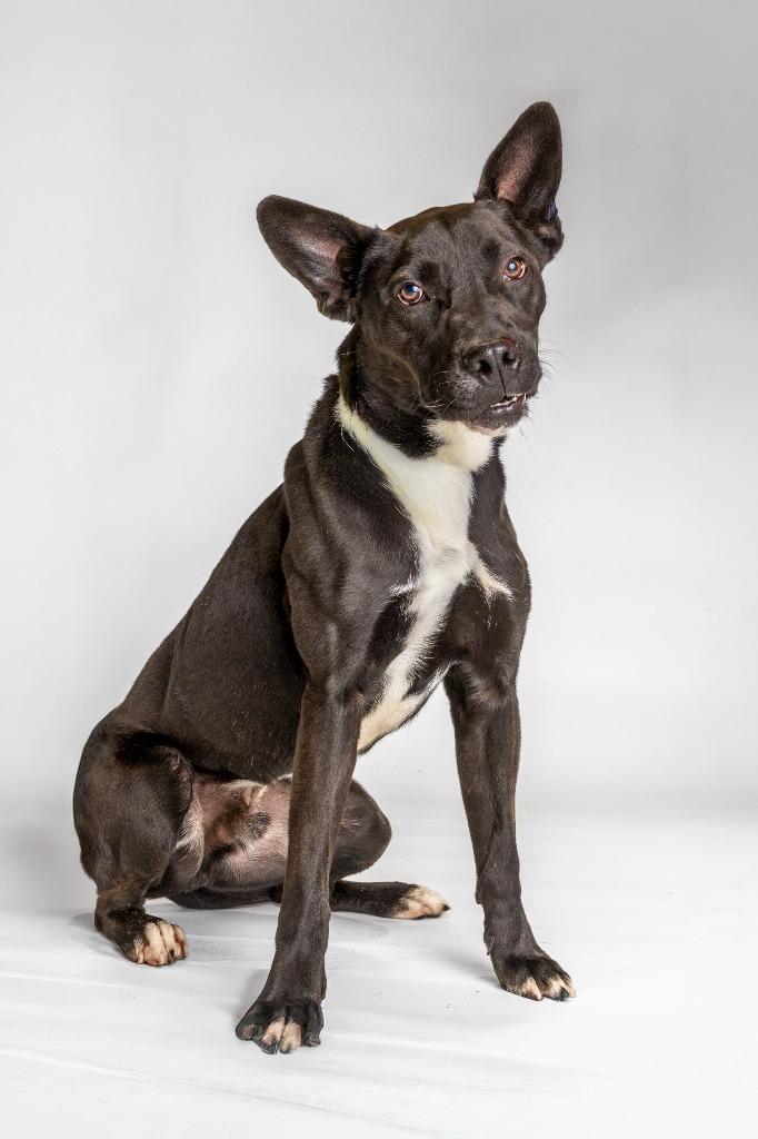 Enlarge Cliff, a Adoptable mixed breed in Tyler, TX image 1/5