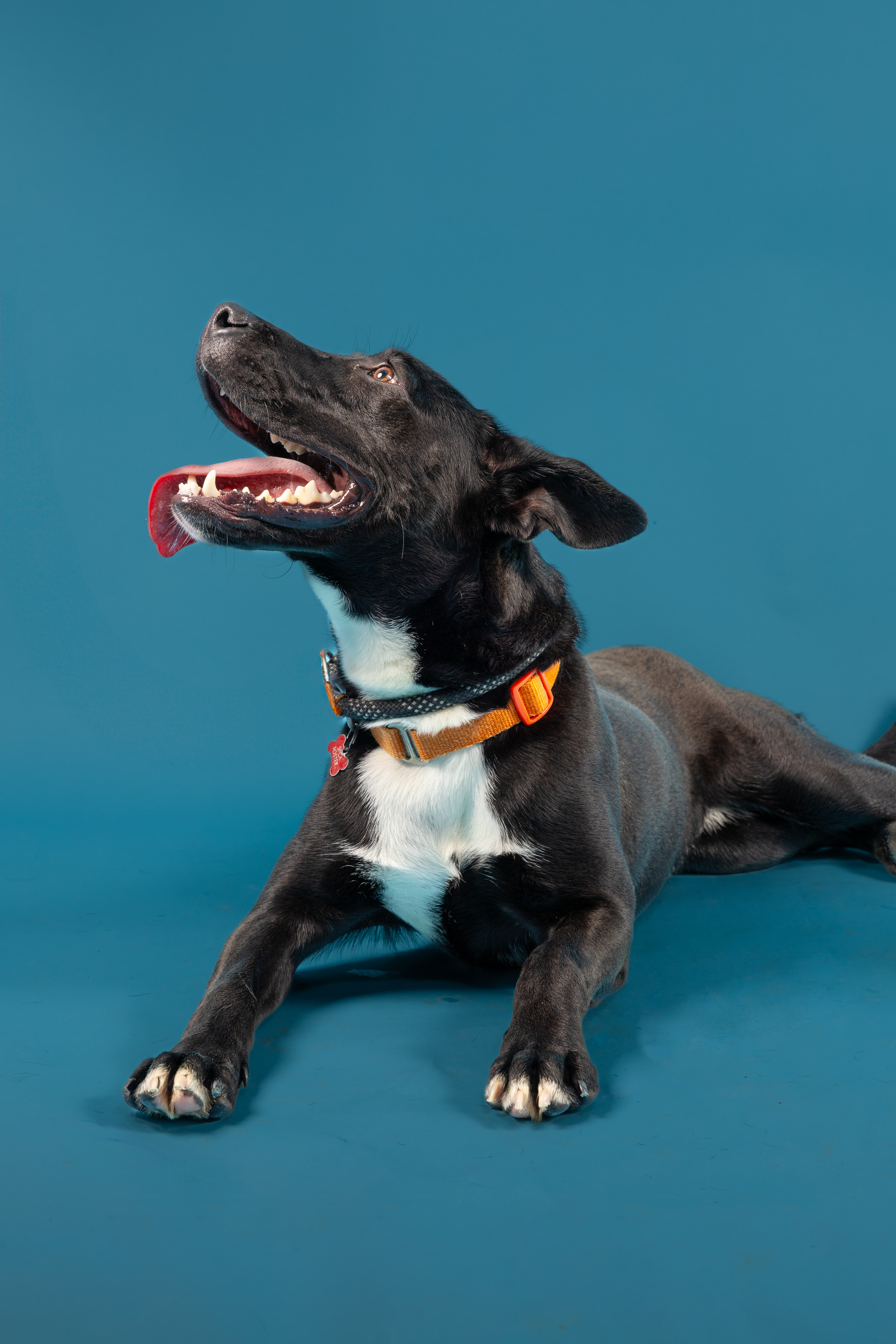 Enlarge Cliff, a Adoptable Terrier in Tyler, TX image 4/6