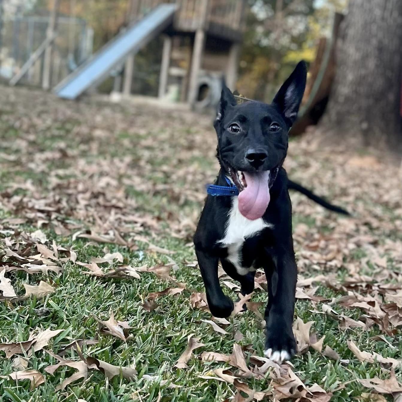 Enlarge Cliff, a Adoptable Terrier in Tyler, TX image 6/6