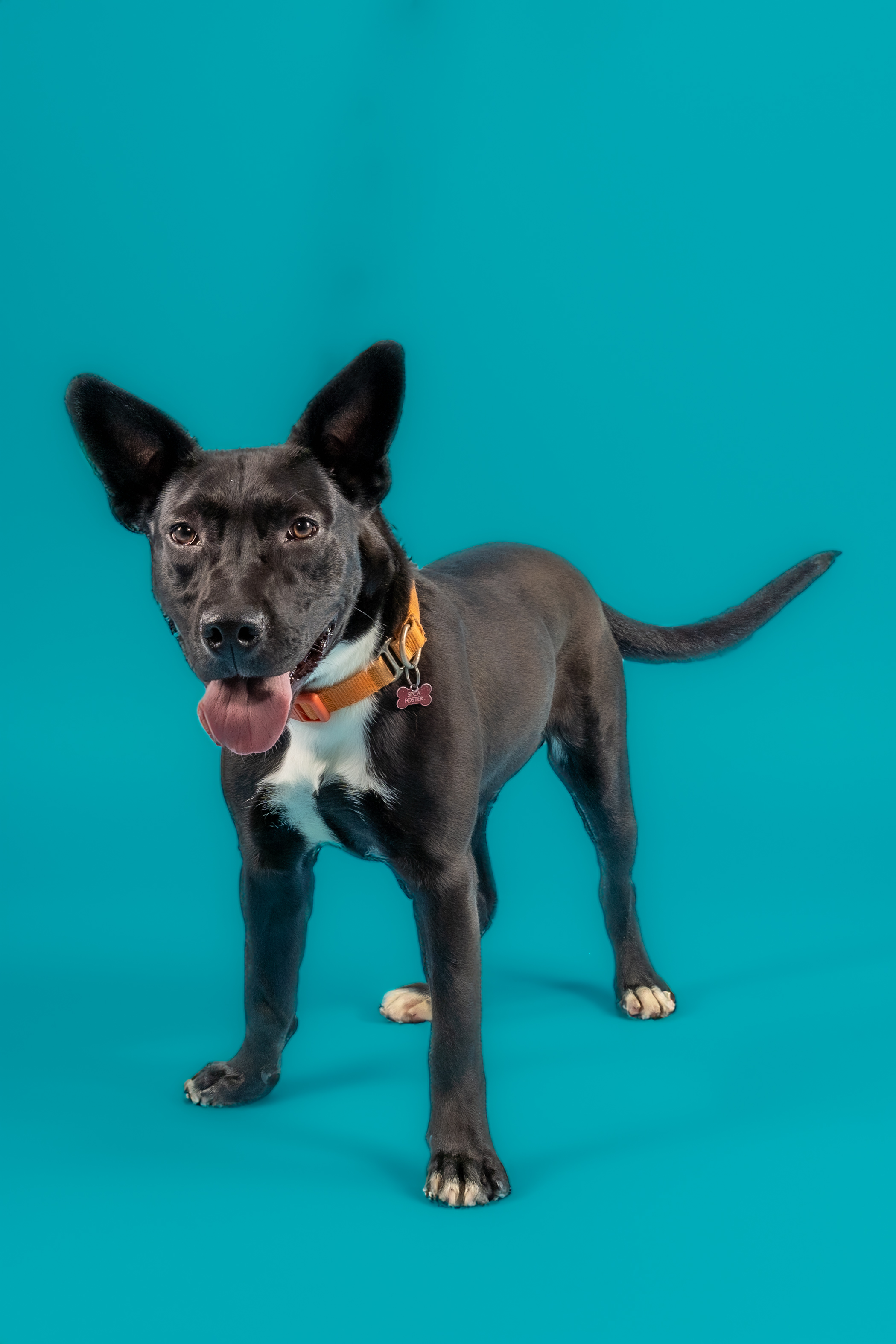 Enlarge Cliff, a Adoptable Terrier in Tyler, TX image 1/6