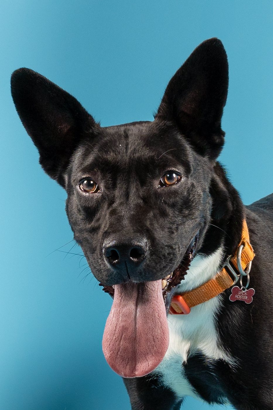 Enlarge Cliff, a Adoptable Terrier in Tyler, TX image 5/6