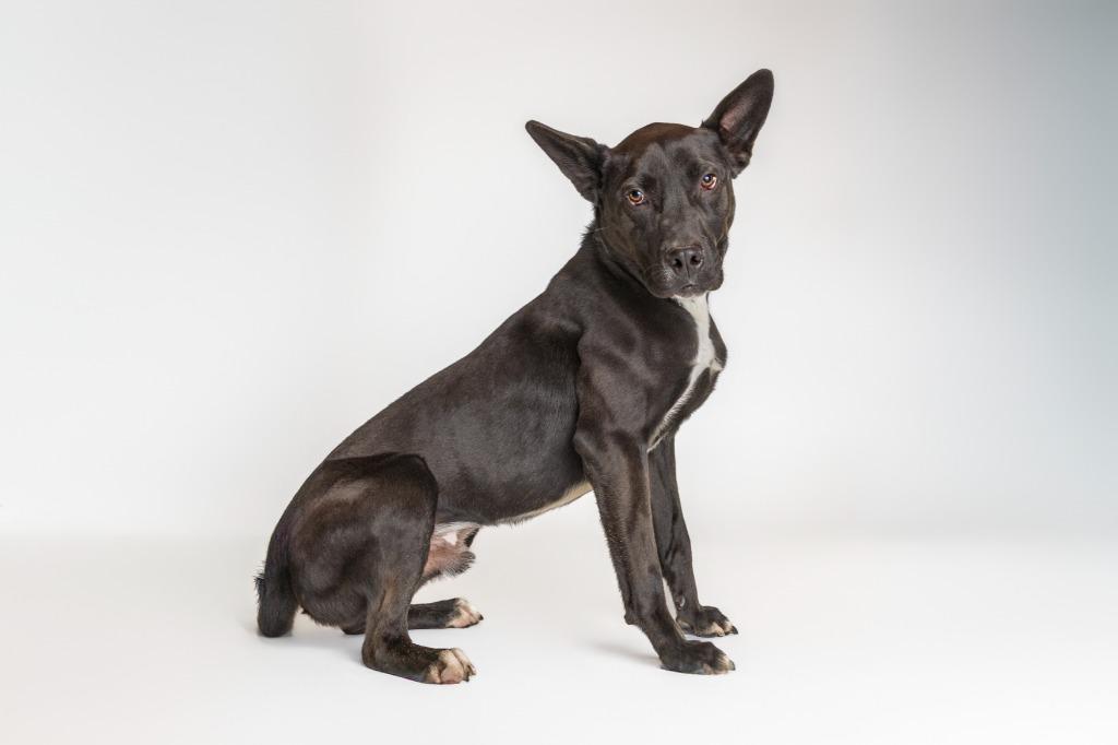 Enlarge Cliff, a Adoptable mixed breed in Tyler, TX image 3/5