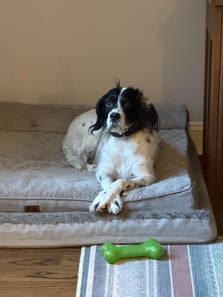 Daisy, Adoptable, Young Female English Setter.