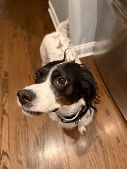 Enlarge Daisy, a Adoptable English Setter in Hilliard, OH image 2/6