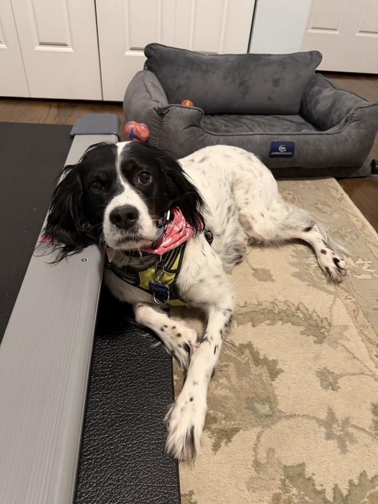 Enlarge Daisy, a Adoptable English Setter in Hilliard, OH image 3/6