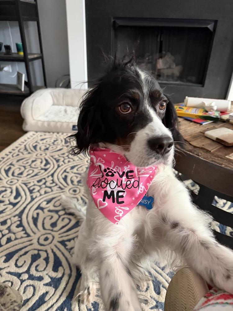 Enlarge Daisy, a Adoptable English Setter in Hilliard, OH image 4/6