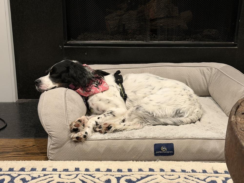 Enlarge Daisy, a Adoptable English Setter in Hilliard, OH image 5/6