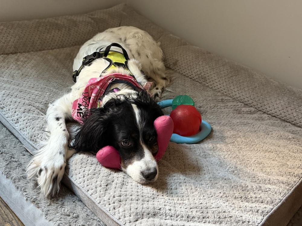 Enlarge Daisy, a Adoptable English Setter in Hilliard, OH image 6/6