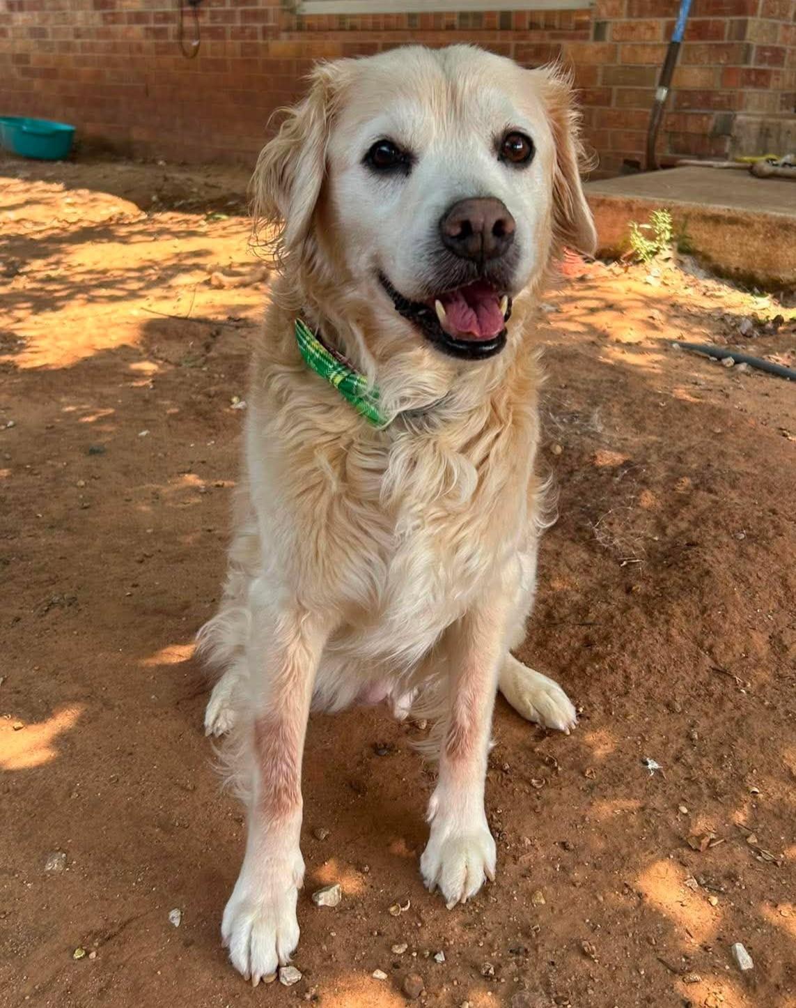 Enlarge Loghan, a ADOPTABLE mixed breed in Kiowa, OK image 5/6