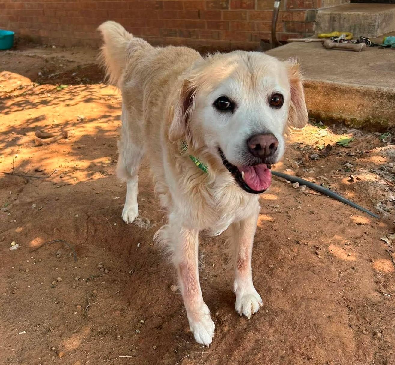 Enlarge Loghan, a ADOPTABLE mixed breed in Kiowa, OK image 2/6