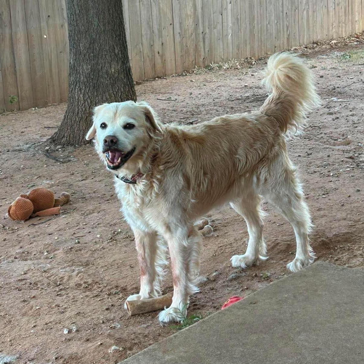 Enlarge Loghan, a ADOPTABLE mixed breed in Kiowa, OK image 6/6