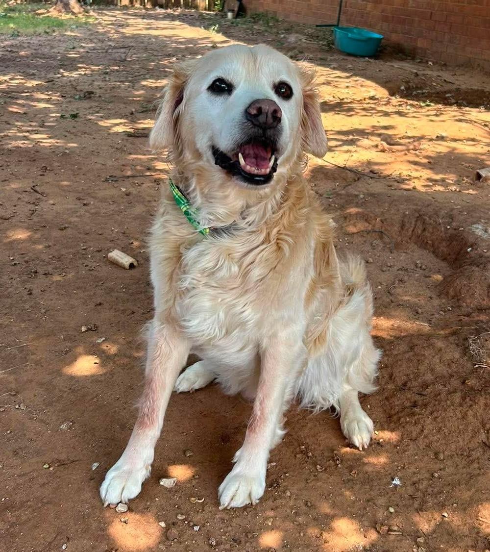 Loghan, ADOPTABLE, Senior Male Golden Retriever & Cocker Spaniel.