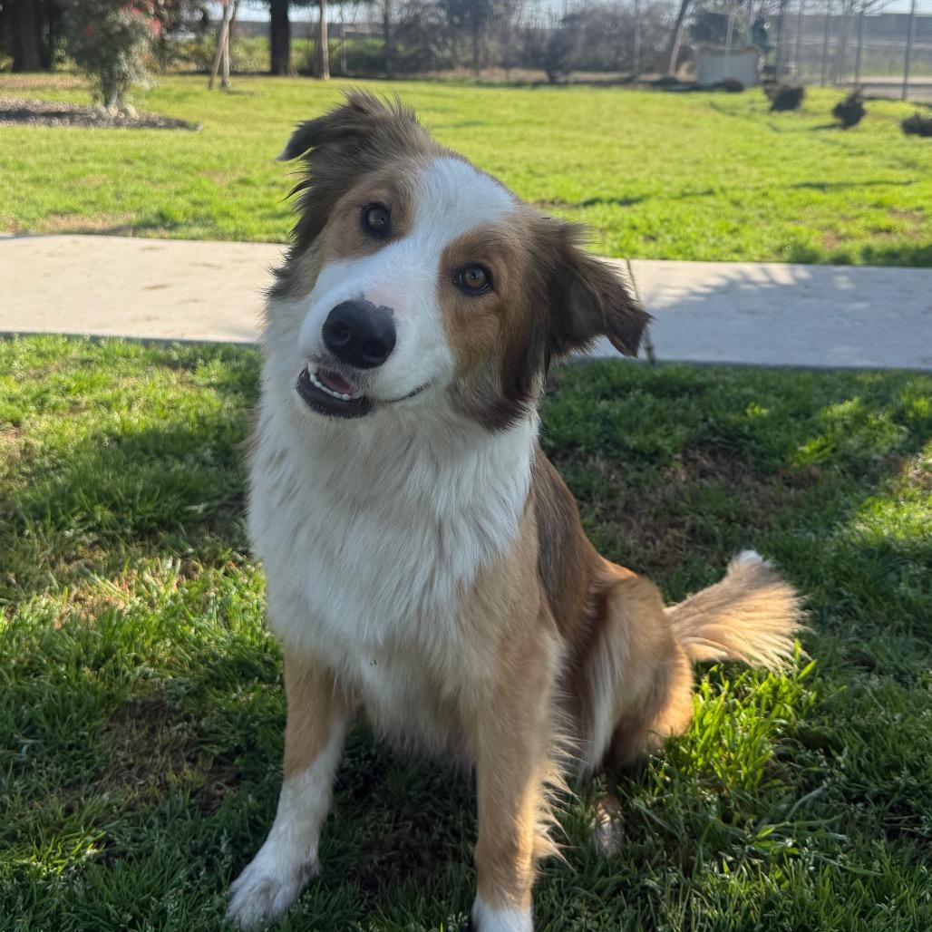 Bailey, a Adoptable Border Collie in Fresno, CA image 1/6