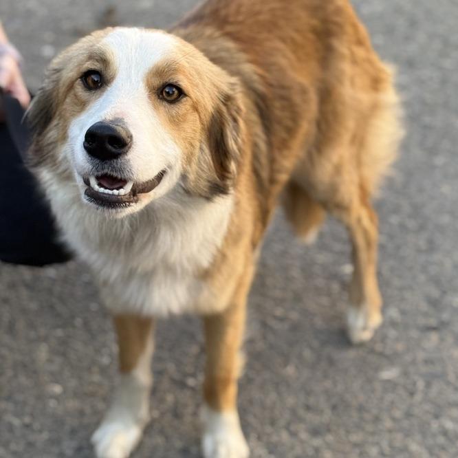 Bailey, a Adoptable Border Collie in Fresno, CA image 4/6