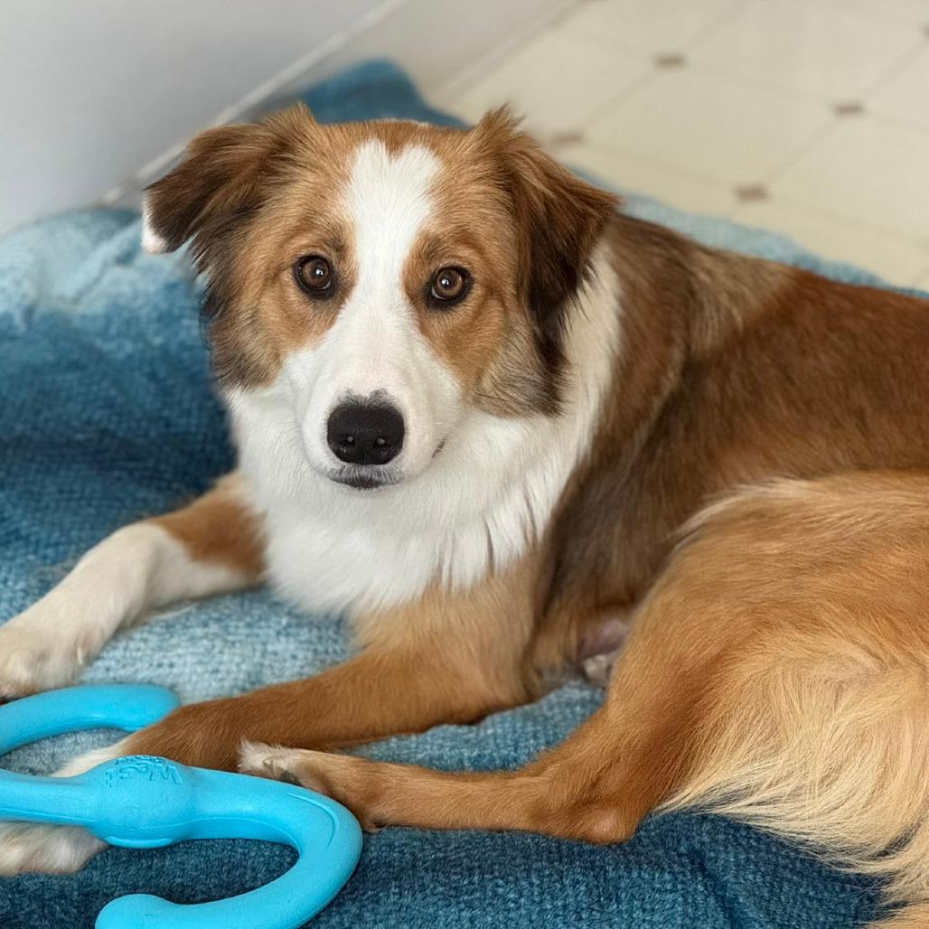 Bailey, a Adoptable Border Collie in Fresno, CA image 5/6
