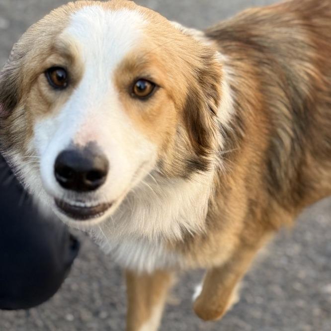 Bailey, a Adoptable Border Collie in Fresno, CA image 6/6